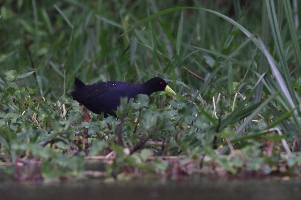 Black Crake - ML502864101