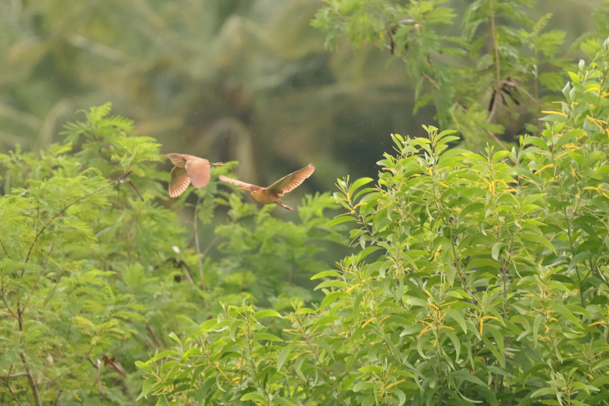 Cinnamon Bittern - Vishal Irkal