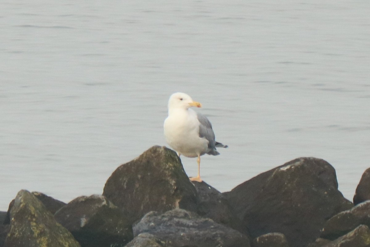 Gaviota Patiamarilla - ML502868481