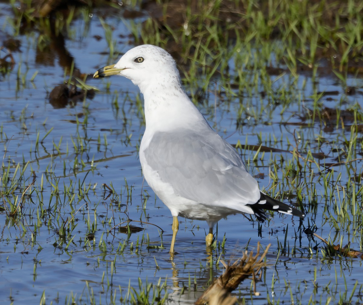 Ring-billed Gull - Scott Sneed