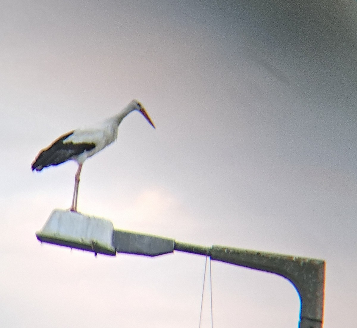 White Stork - ML502869631