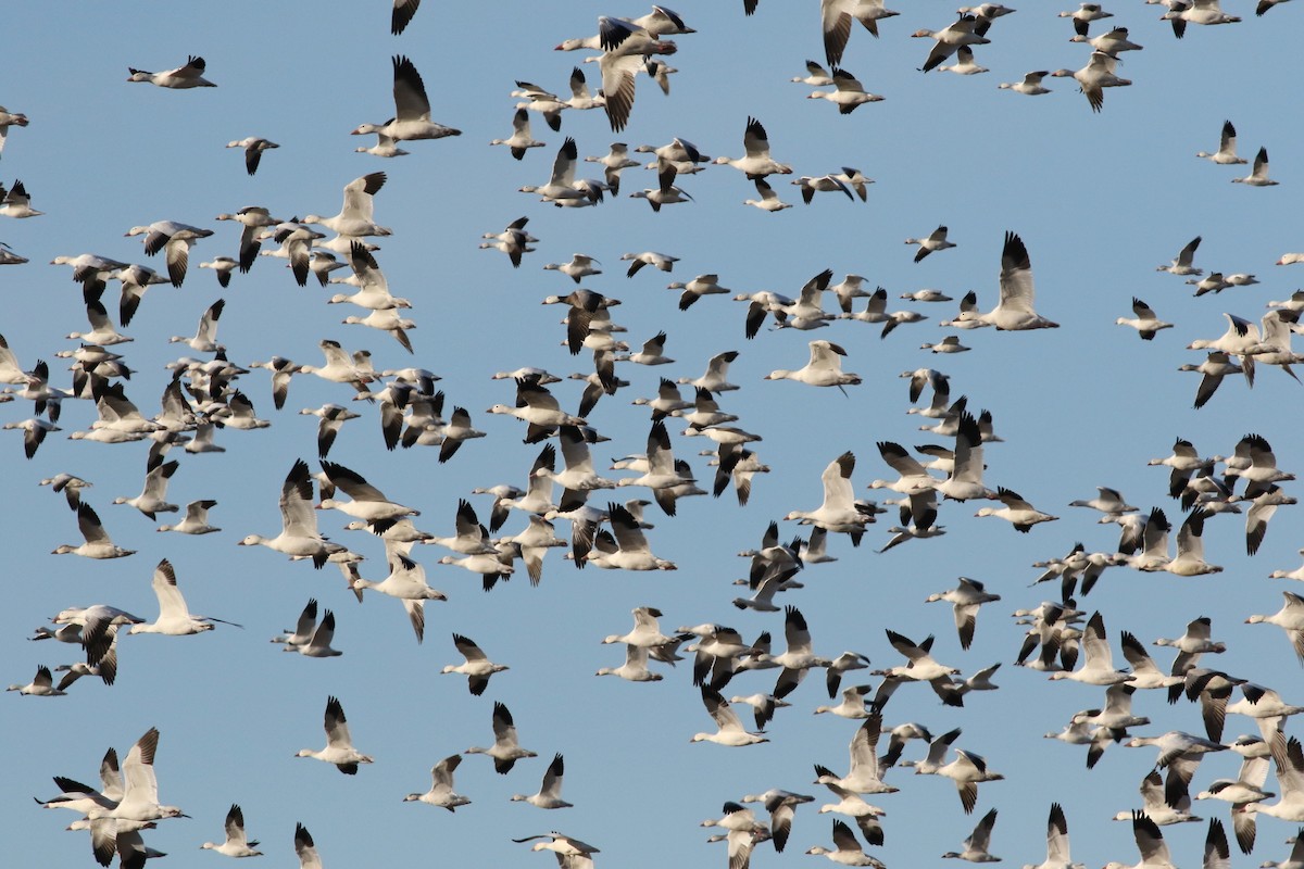 Snow Goose - Jeff Bolsinger