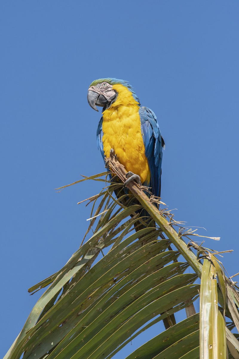 Blue-and-yellow Macaw - Marcelo  Telles