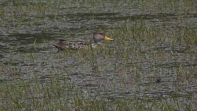 Yellow-billed Pintail - ML502871671