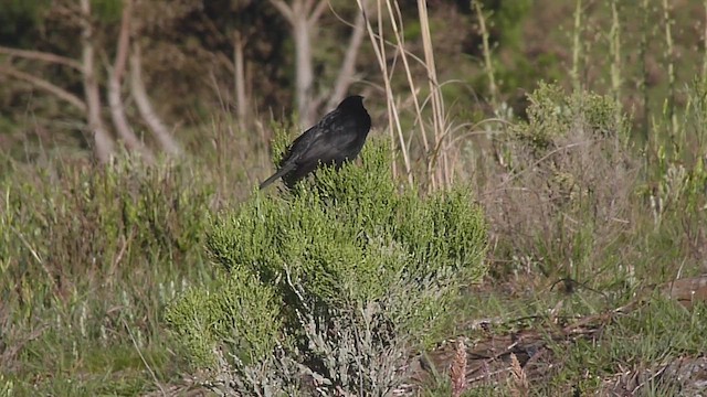 Chopi Blackbird - ML502872871