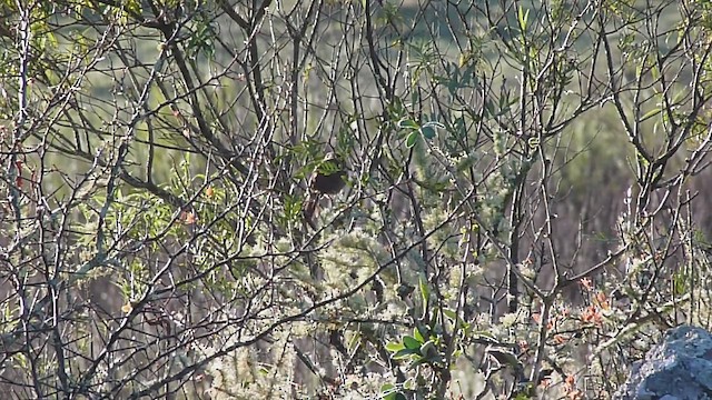 Freckle-breasted Thornbird - ML502872941