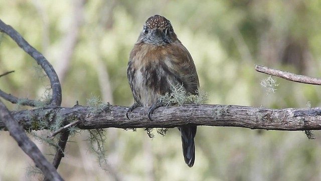 Mottled Piculet - ML502873161