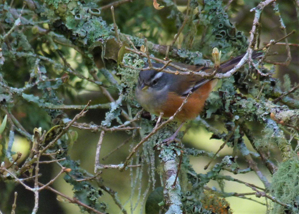 Gray-throated Warbling Finch - ML502873521