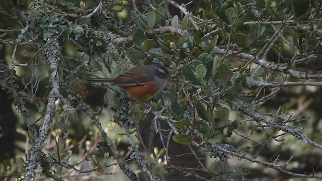 Gray-throated Warbling Finch - ML502873671