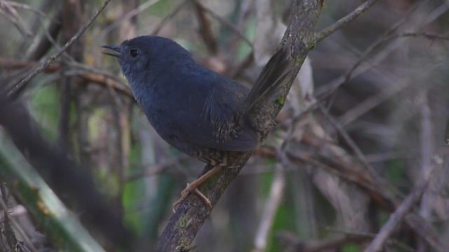 Planalto Tapaculo - ML502874021