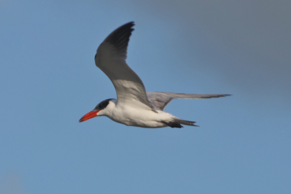 Caspian Tern - ML502874981