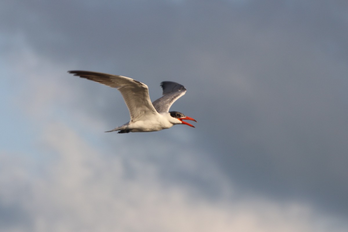 Caspian Tern - ML502875021