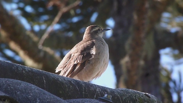 オナガカワカマドドリ - ML502875081