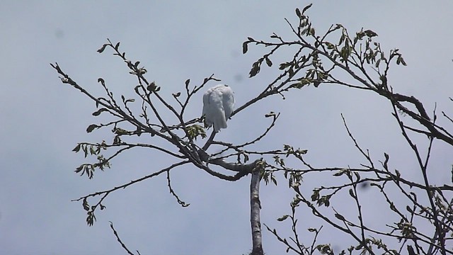 Bare-throated Bellbird - ML502876371