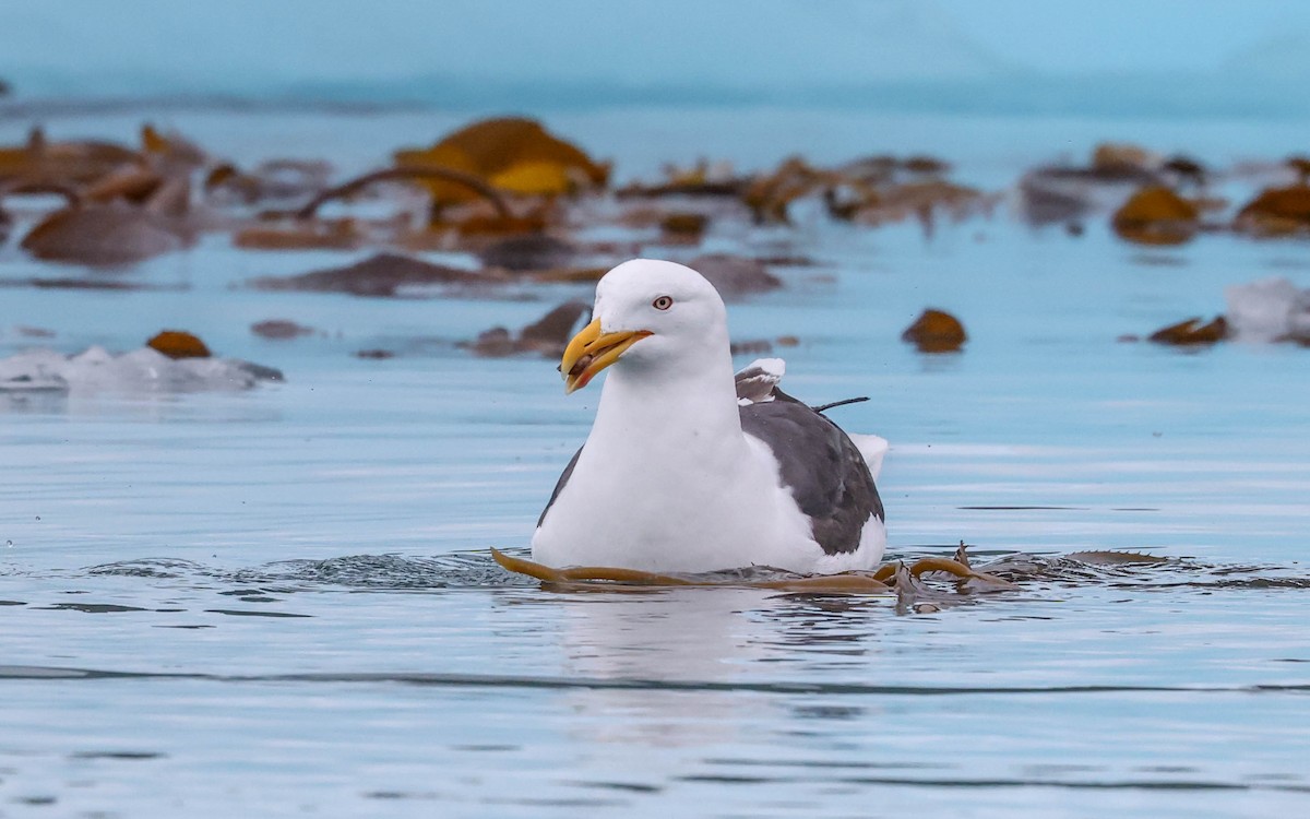 Kelp Gull - Allison Miller