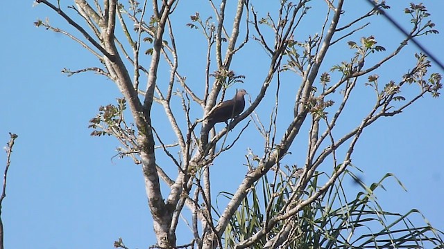 Pigeon plombé - ML502877371