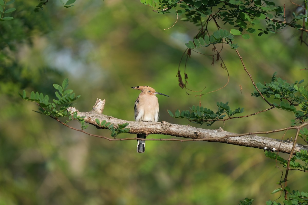 Eurasian Hoopoe - ML502877551