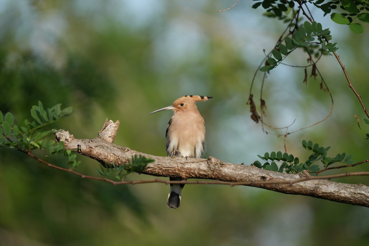 Eurasian Hoopoe - ML502877581