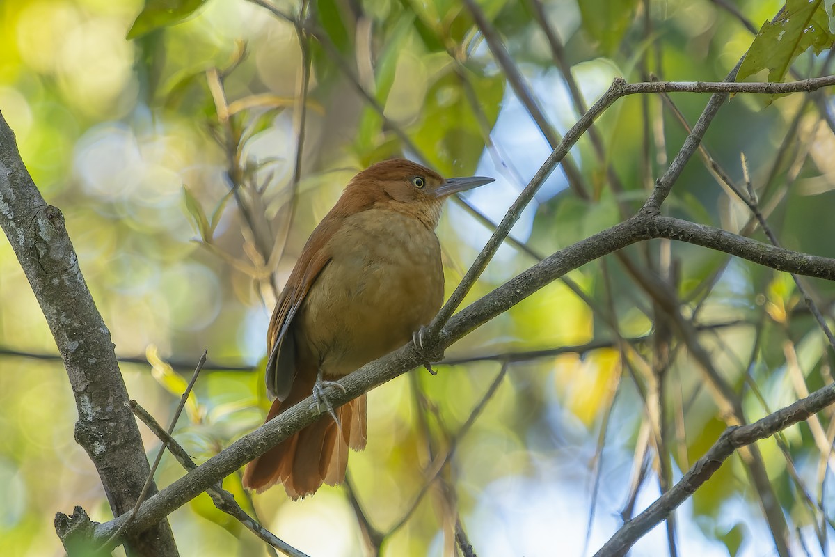 Chestnut-capped Foliage-gleaner - Marcelo  Telles