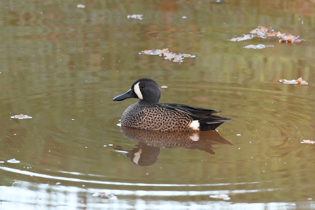 Blue-winged Teal - Remco Bredewold