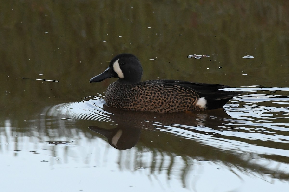 Blue-winged Teal - Remco Bredewold