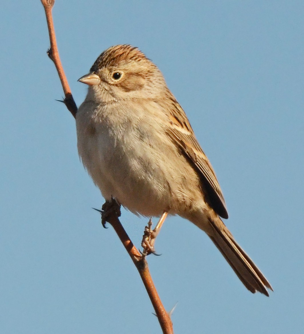 Brewer's Sparrow - ML50287851