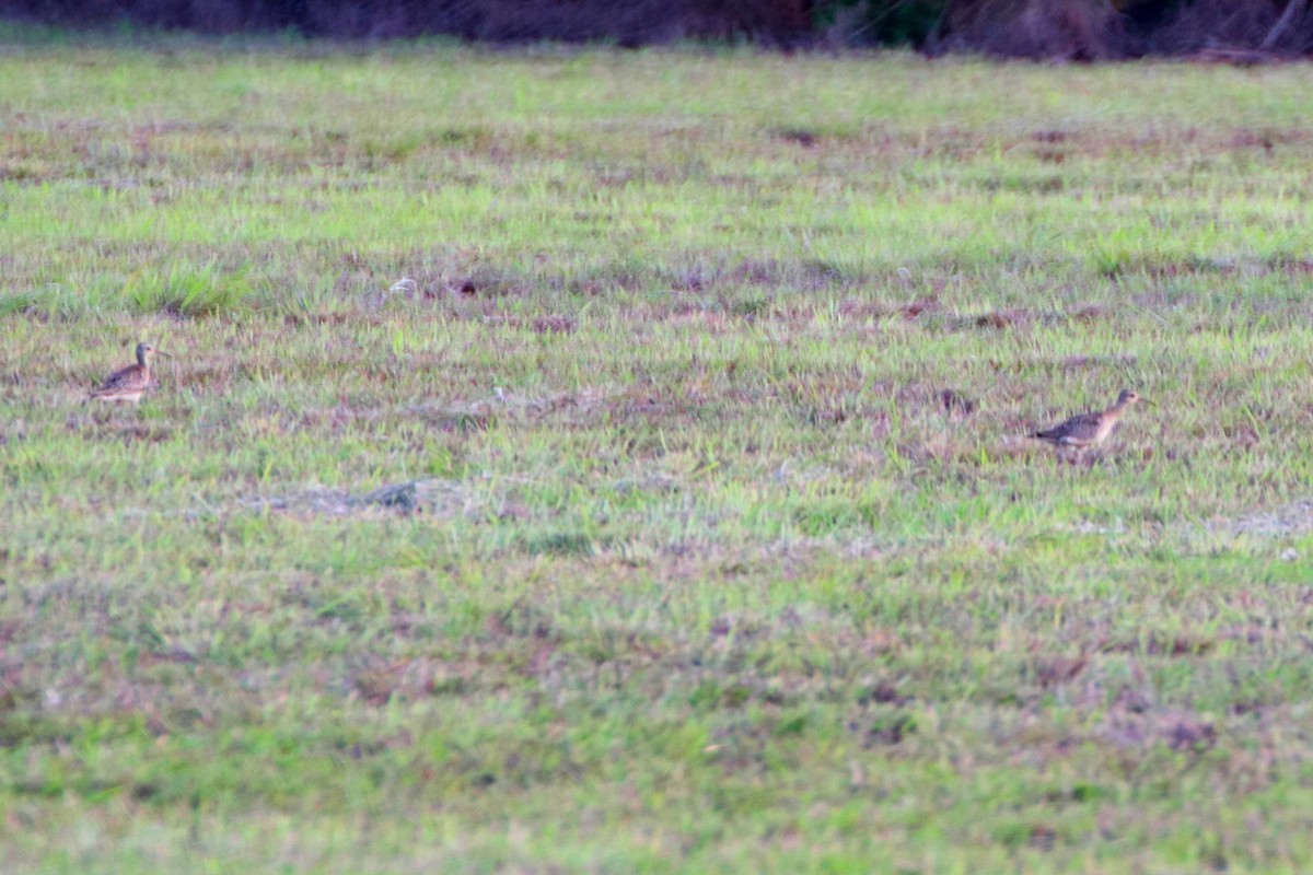 Little Curlew - ML502878731