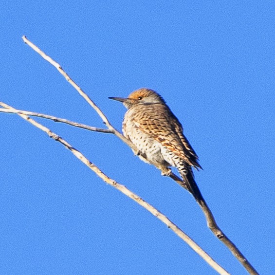 Northern Flicker - ML502879491