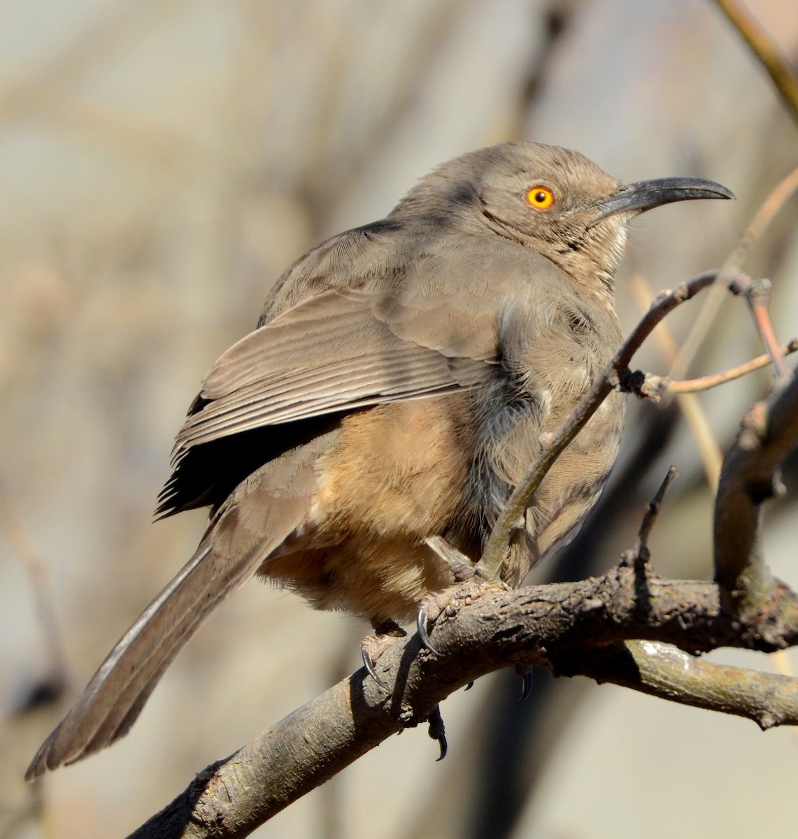 Curve-billed Thrasher - ML50287981