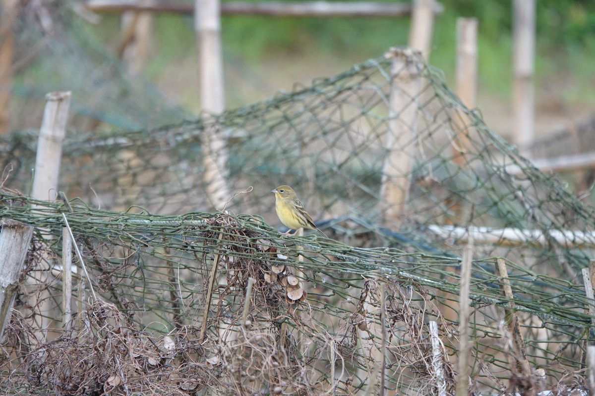 Yellow Bunting - ML502880041