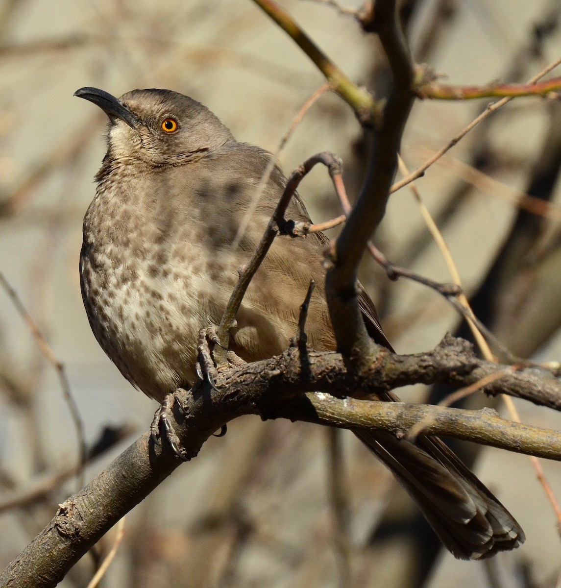 Curve-billed Thrasher - ML50288011