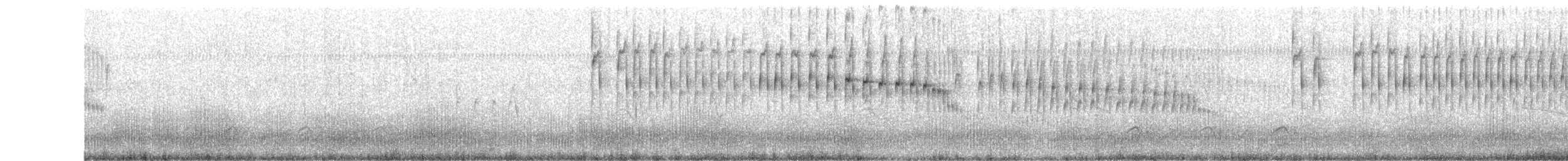 araucarianålstjert - ML502880281