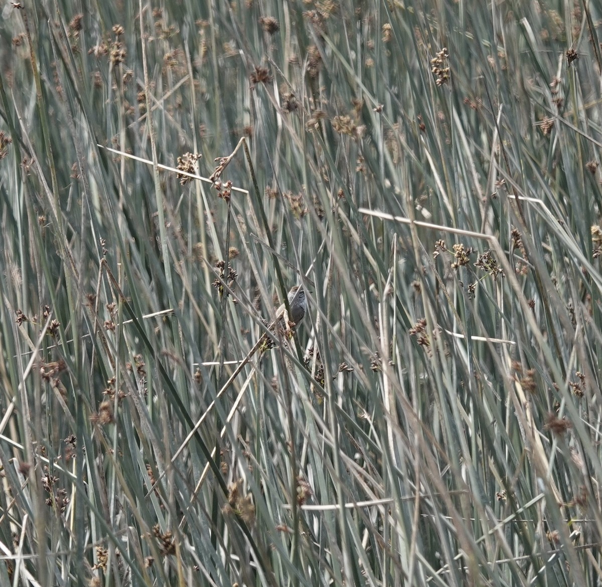 Plain-mantled Tit-Spinetail - ML502880301