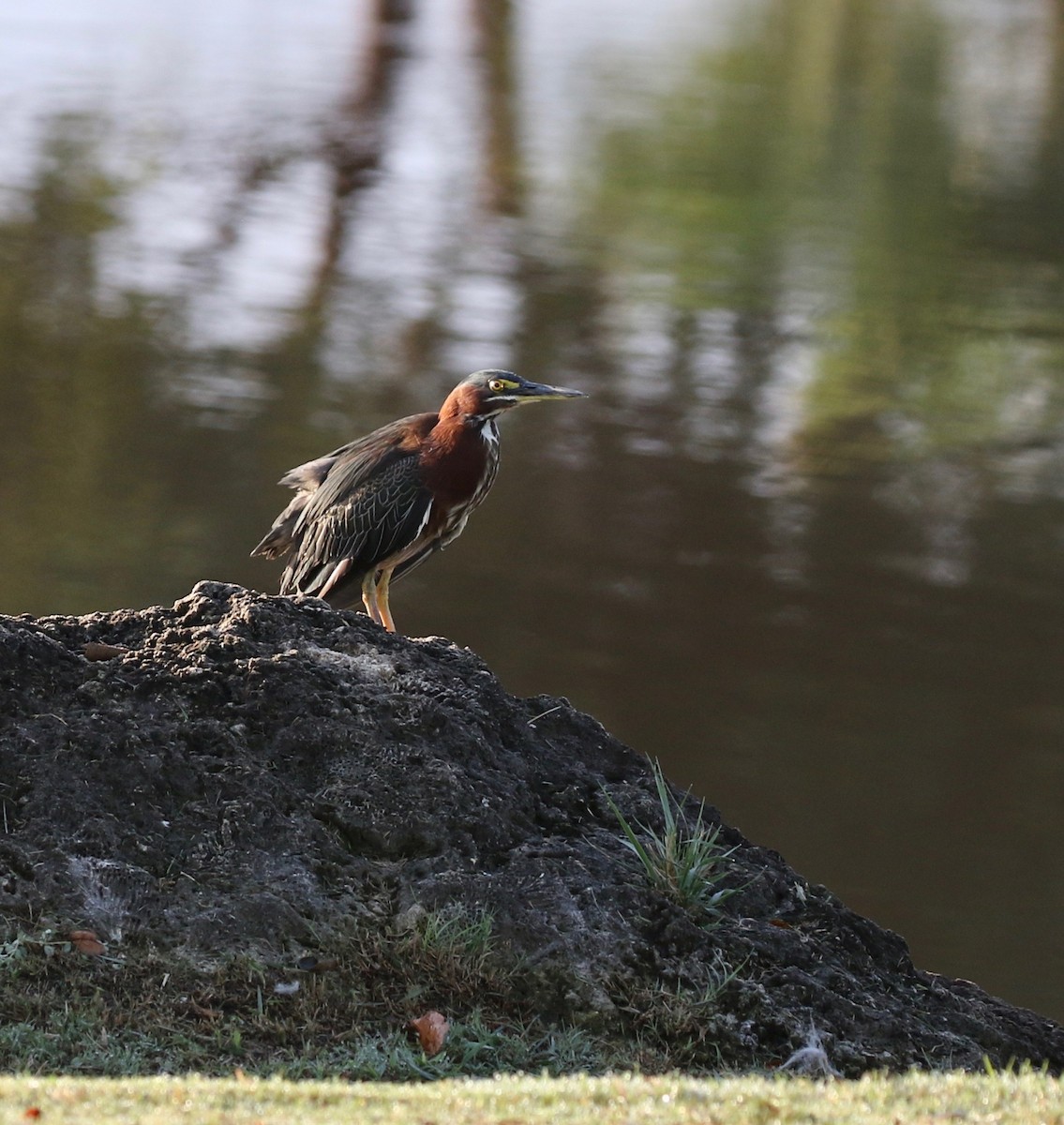 Green Heron - ML502880321