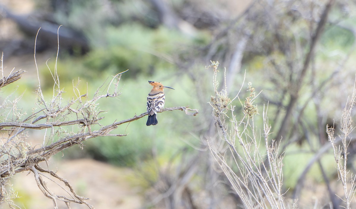 Abubilla Común (africana) - ML502884011