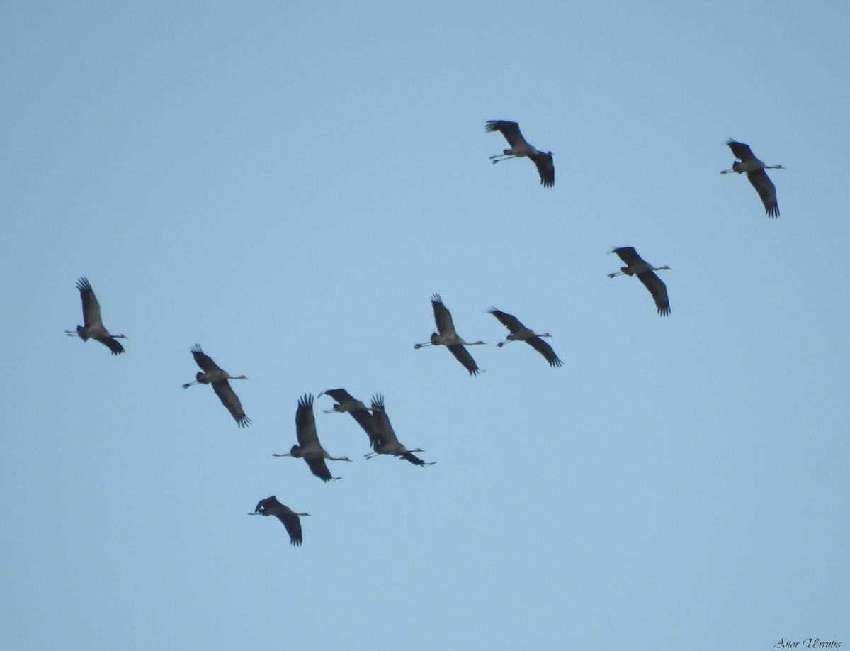 Common Crane - ML502884281