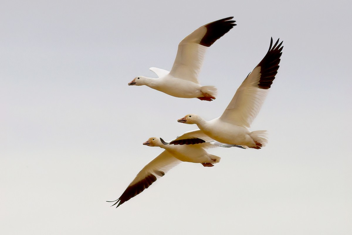 Snow Goose - ML502884331