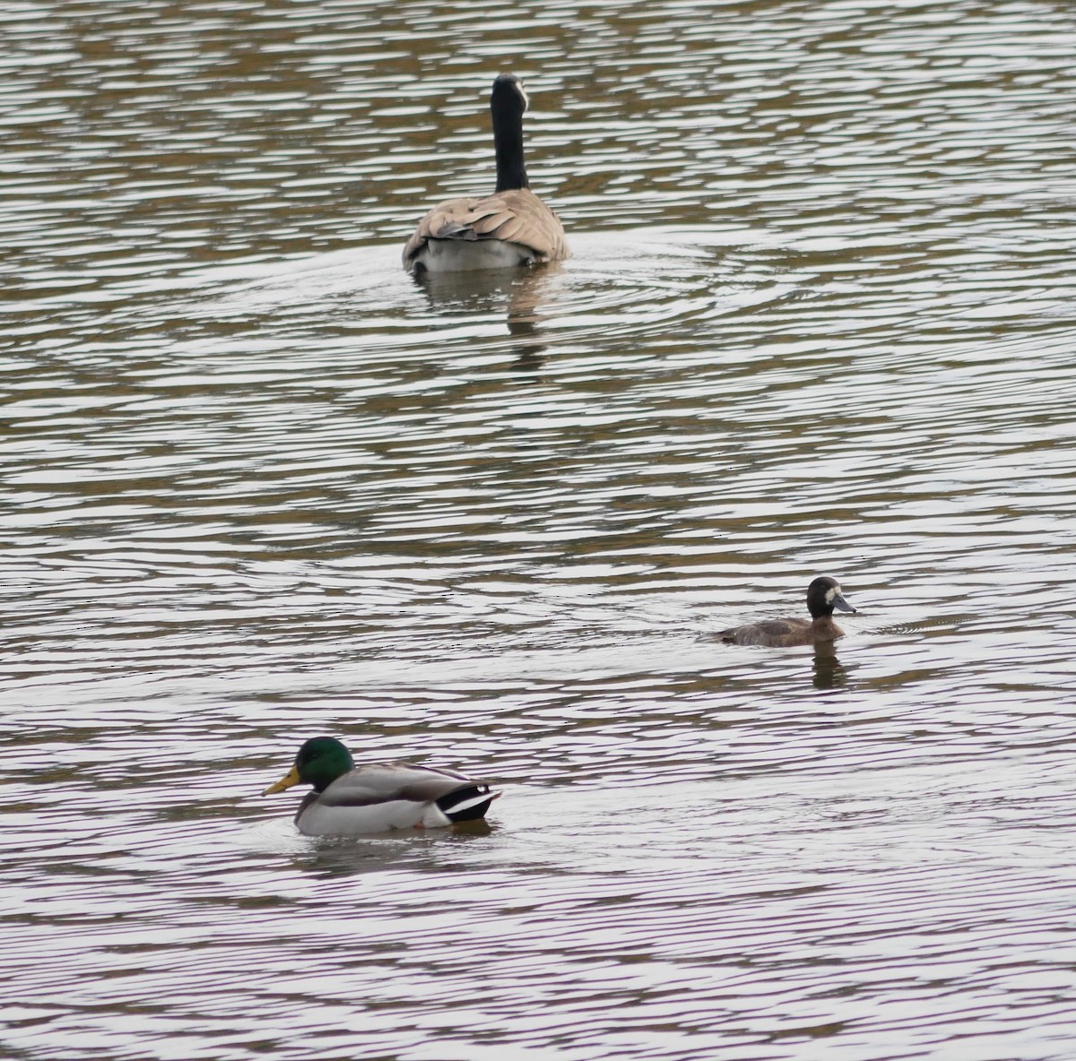 Mallard - ML502884351