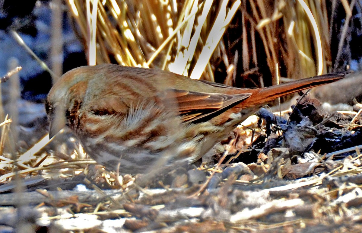 Fox Sparrow - ML50288471