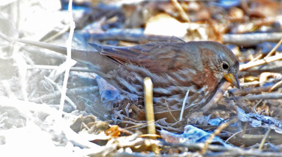 Fox Sparrow - ML50288491