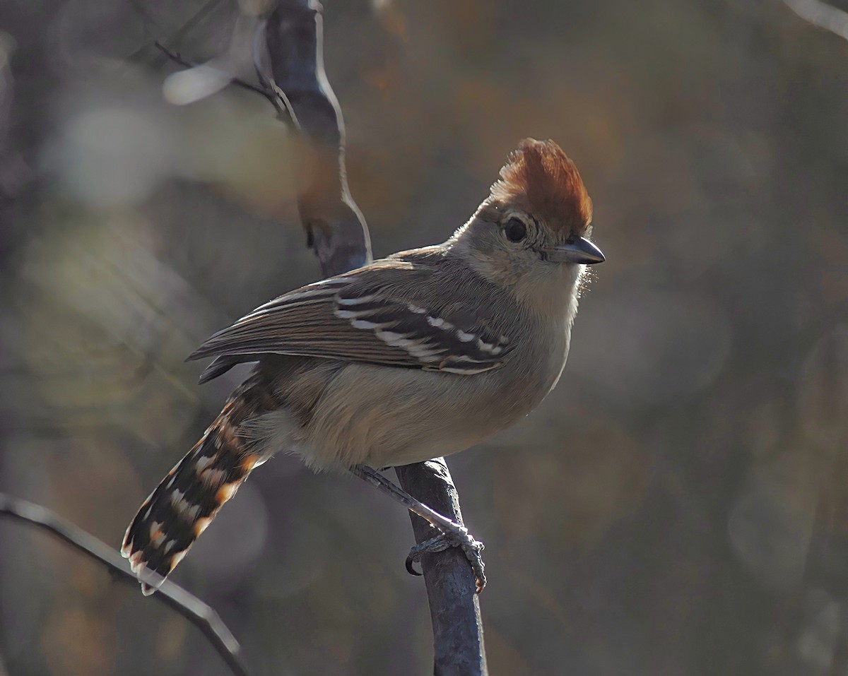 Planalto Slaty-Antshrike - ML502884931