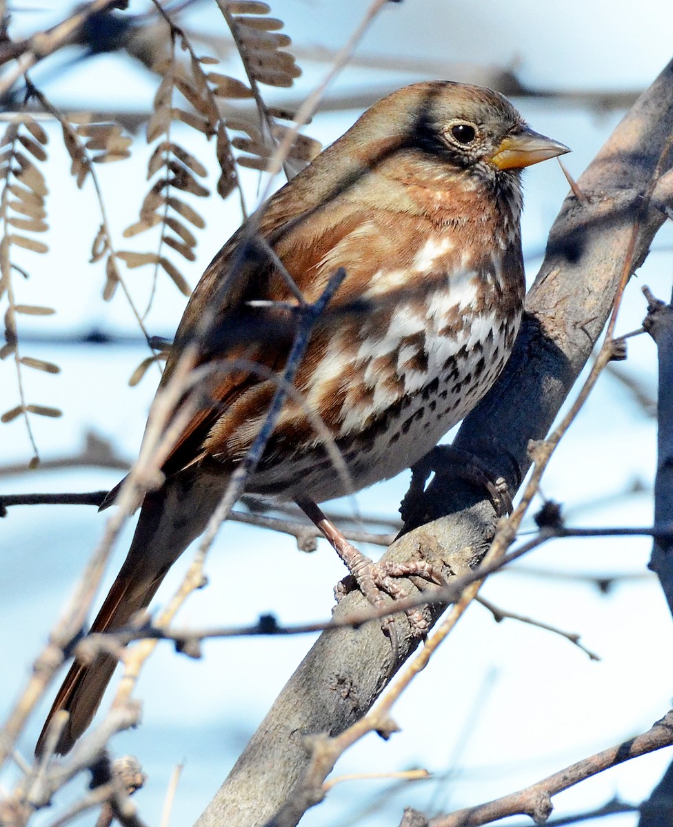 Fox Sparrow - ML50288501