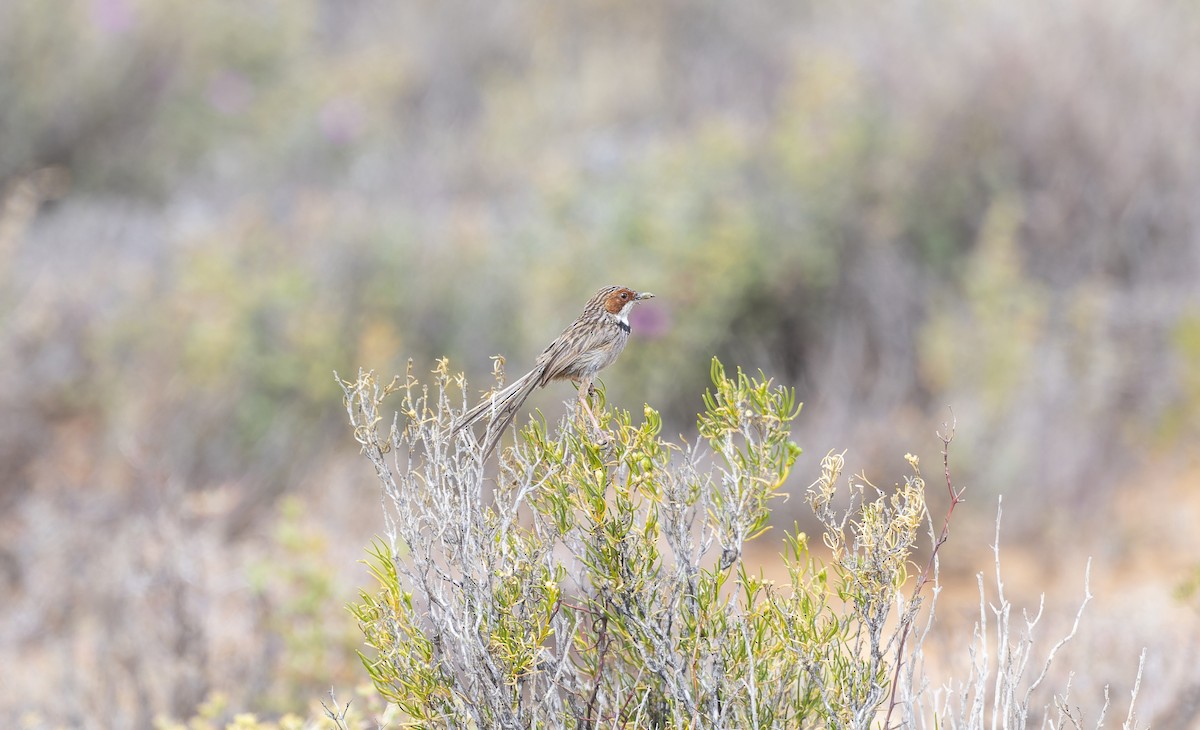 Rufous-eared Warbler - ML502885011