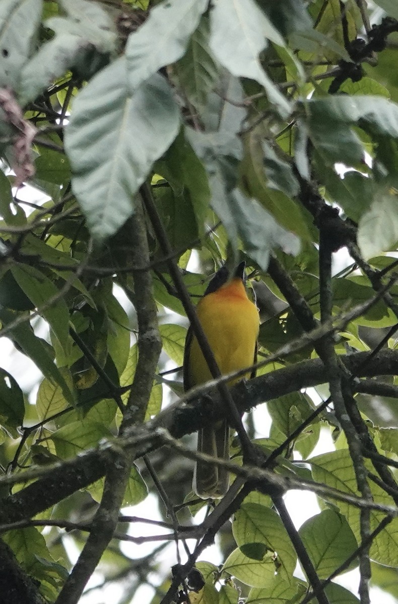 Lagden's Bushshrike - ML502885031