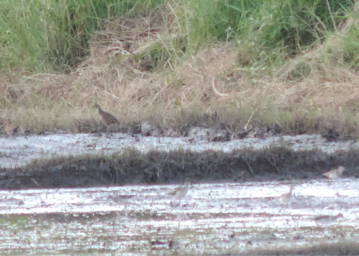 Buff-banded Rail - ML502885311