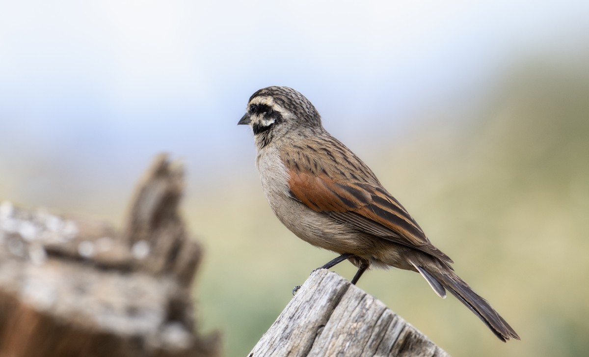 Cape Bunting - ML502885471