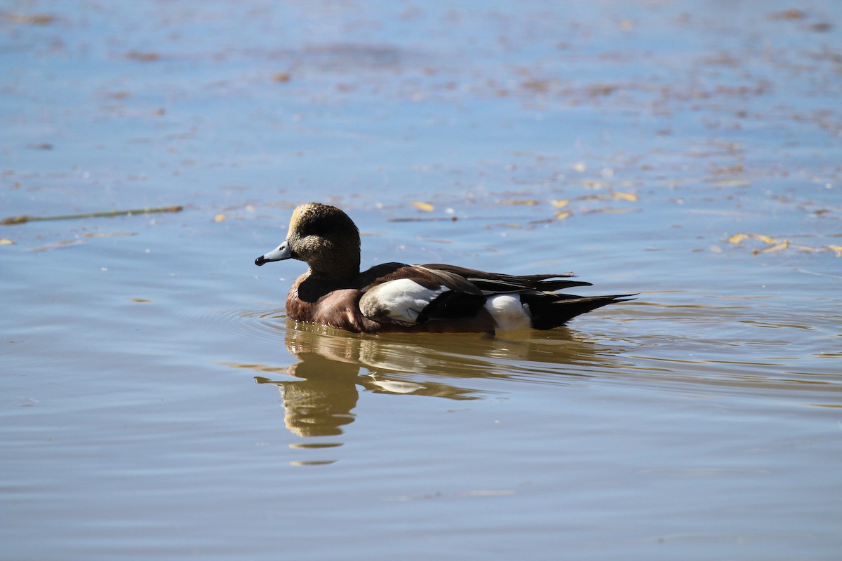 American Wigeon - ML502885941