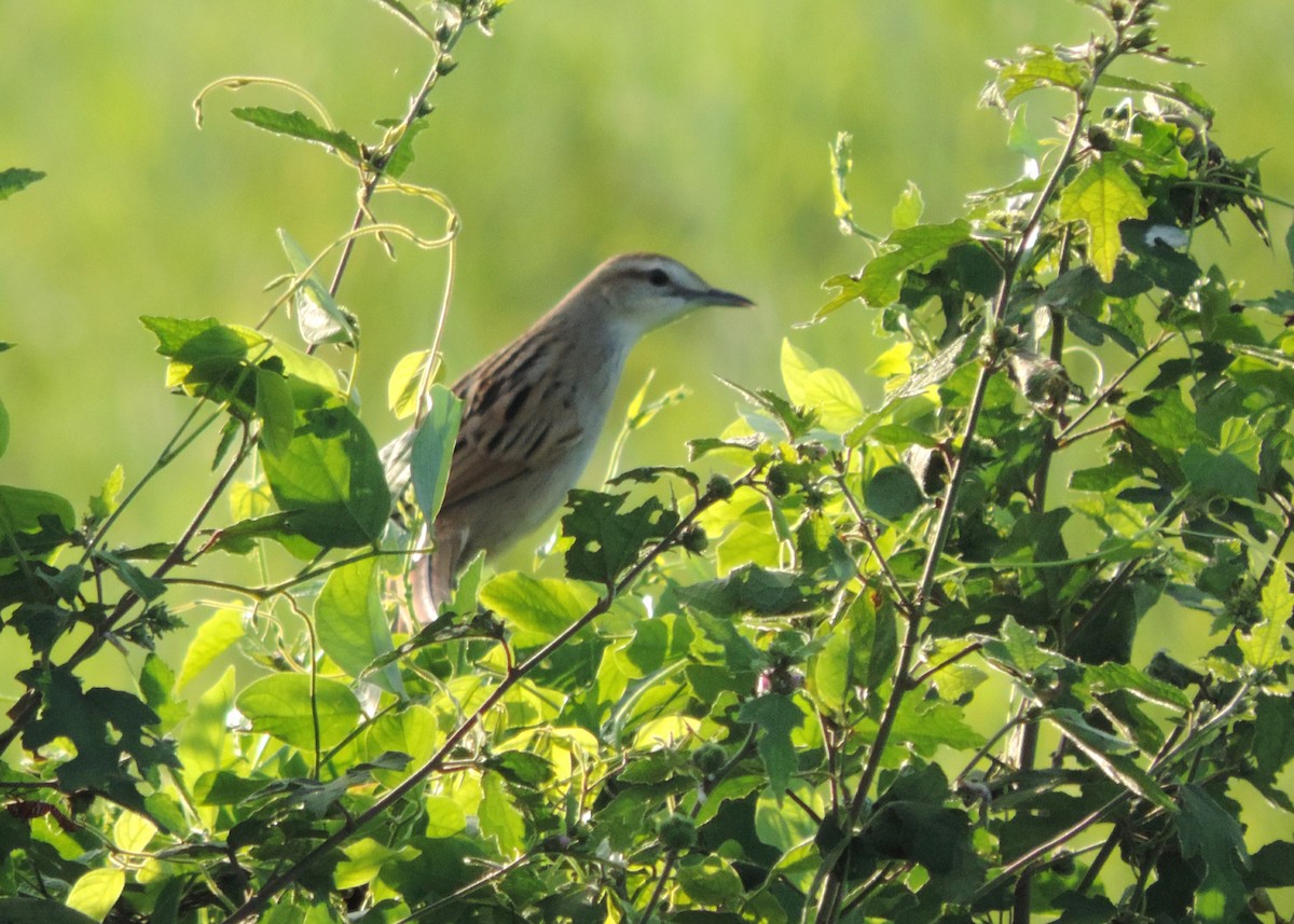 Striated Grassbird - ML502886251