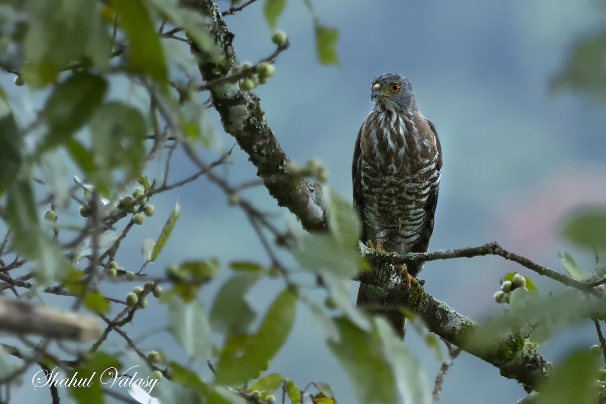 Crested Goshawk - Shahul Valasi