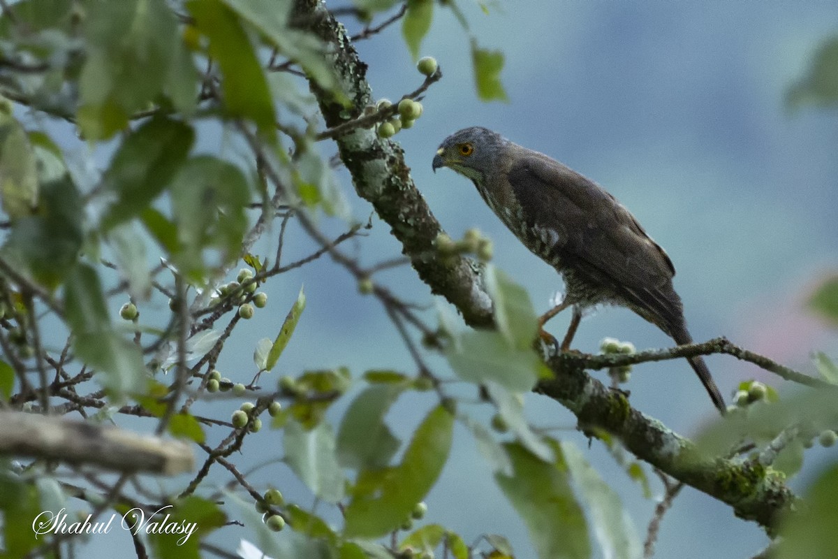 Crested Goshawk - ML502887621